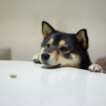 tiredshiba zone