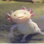 Save the axolotl species!