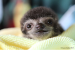 #SLOTHS ARE_AWSOME