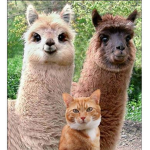 The Cat and Llama Republic