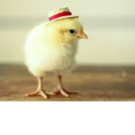 Pollos xd