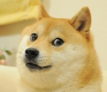 The One And Only Doge Development Studio