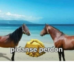 Dono y no c