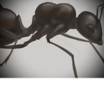 Ant Kingdom!!!