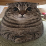 Relaxed Cat Studios
