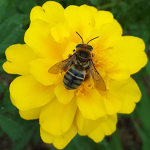 My Little Bee's