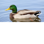 Patitos monos