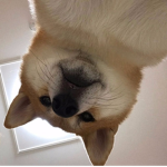 댕댕클룹