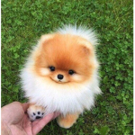 Gruppo cagnolini abbandonati