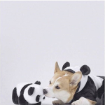 Panda n’ Corgi Squad~