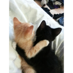 Milky And Cookie...