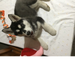 Team Huskys