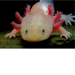 Axolotl ee
