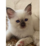 Les chatons bg
