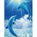 The Cool Dolphins