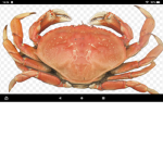Crab Stuido