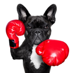 Boxer's games