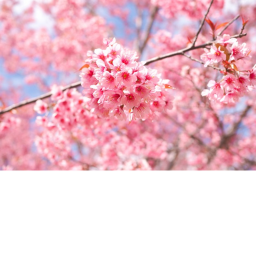 Sakura Pride Hangout