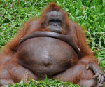 Orangutan :D