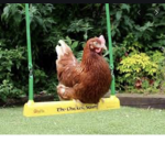 The Chickens rule