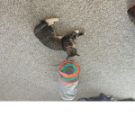 Flycatiiiiiiiiiiiiiiiiii