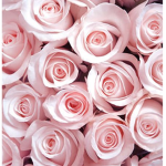 Rose~Tea