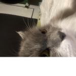 Vernomsn