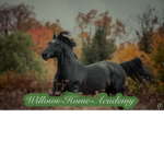 |~|:Willows-Home-Academy:|~|