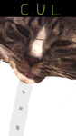 Cattish United Labs