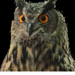 Swifty Owl Clothing