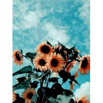 {AestheticMellows}