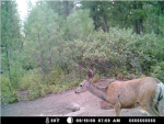 THE DEER LOVERS