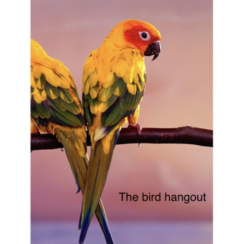 the bird hangout