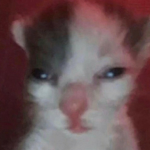 guys look my cat is the group icon! wait how did h
