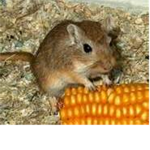 The gerbil lovers group