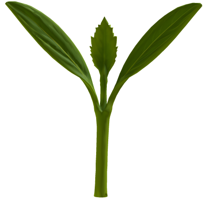 triplet leafy sprout thumbnail