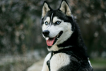 Hoosky