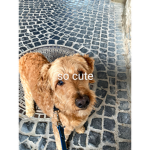 so cute doggggggggggg
