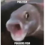 the pogfish fan group