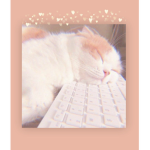 Cats fan group.:3