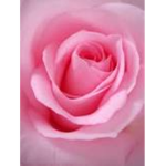 My YT pink flower squad