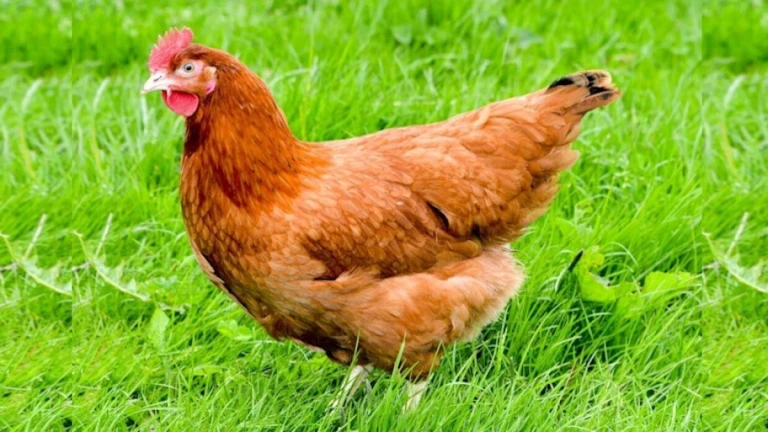 Chicken thumbnail