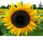 sunfIowerz