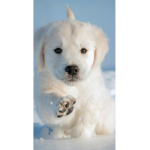 Dog Army!!!!!