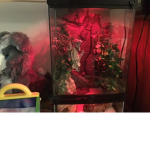 Crested geckos