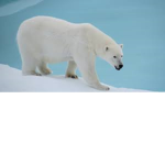 Save the polar bears ;-; ;-;