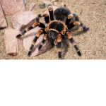 spider nation spiderWarrior