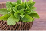 The Mint’s Army