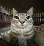 Saluran Kucing
