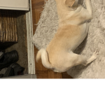 minniesrump
